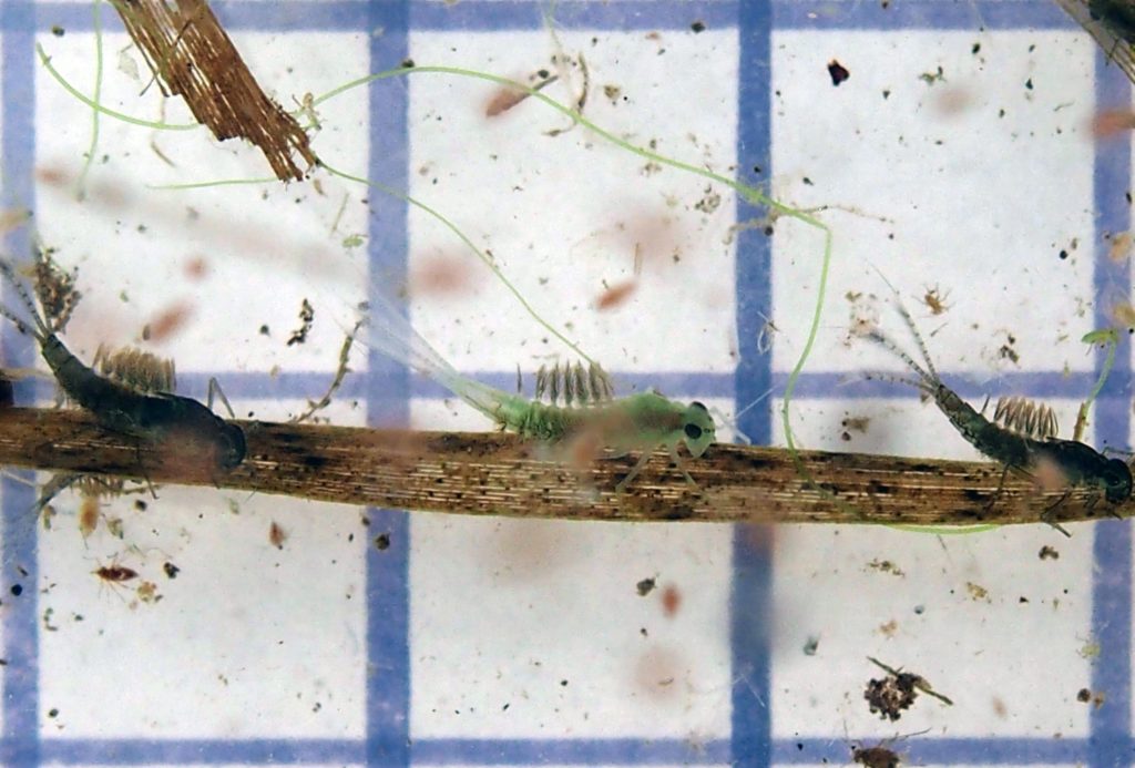 Des macroinvertébrés vus en gros plan, lors d'une séance d'observation au Marais Wiels.